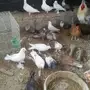 حمام للبيع 