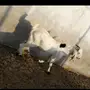 تيس هولندي