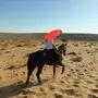 خيل انقليزي