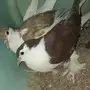 حمام شيرازي