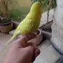 فروخ بادجي أليف