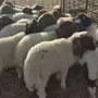 خرفان البيع 