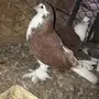 حمام