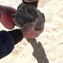 خيل انقليزي