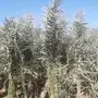 القصيم - فروخ إخلاص ممتاز طيبة 
