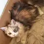 قط انثى شيرازي