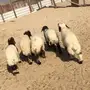 هرافا 