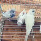 طيور الحب بادجي متوفر تمارا