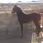 مهر حصان 
