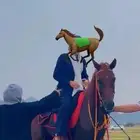 ركوب الخيل وتدريب ورحلات مربط ثراء مكة النوارية