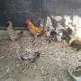 دجاج للبيع 