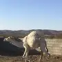 الباحه-العقيق
