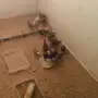 صوص بلدي العمر 44 يوم 