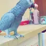 كاسكو متكلم 