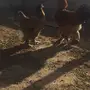 طقم براهما بوف (Top)