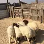 هرافا 