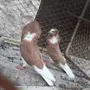 بلجيكي