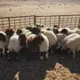 خرفان البيع 