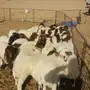 خرفان البيع 