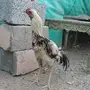ديك هندي تب