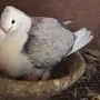 زوج روماني بفروخه 