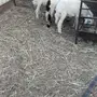 للبيع طليان 