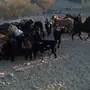 ماعز للبيع او البدل بضان