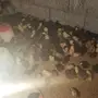 صوصي بلدي ملون