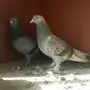 حمام للبيع 