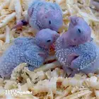 ابحث عن طيور جمله وفروخ وازواج منوعه