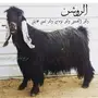 لأهل العوارض الصنف المعامق والذوق الرفيع