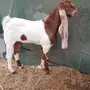 تيس حجازي ملبه و أذاني وتعريف قوي البيع سمح