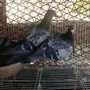 حمام للبيع 