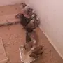 صوص بلدي العمر 50 يوم 
