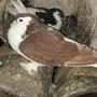 حمام 