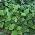 شتلات منتجه بلدي وخارجي