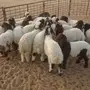 خرفان البيع 