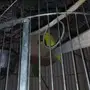عرض اليوم مجموعة طيور