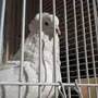 كم سعر الحمامة هاذي 