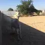فرس عربيه 