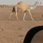 ابل وضح طيبه