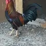 دجاج للبيع 