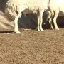 فحل صنف 