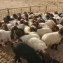 خرفان البيع 