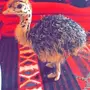 فروخ نعام افريقي للبيع