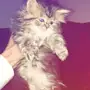 قطوه شيرازي هاف تواصل خاص