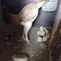 دجاجه باكستانيه بفروخها 
