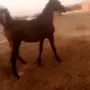 المدينه -   مهر عربي شعبي