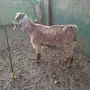 عنز مصريه طيييبه