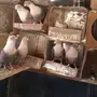 للبيع حمام ريحاني